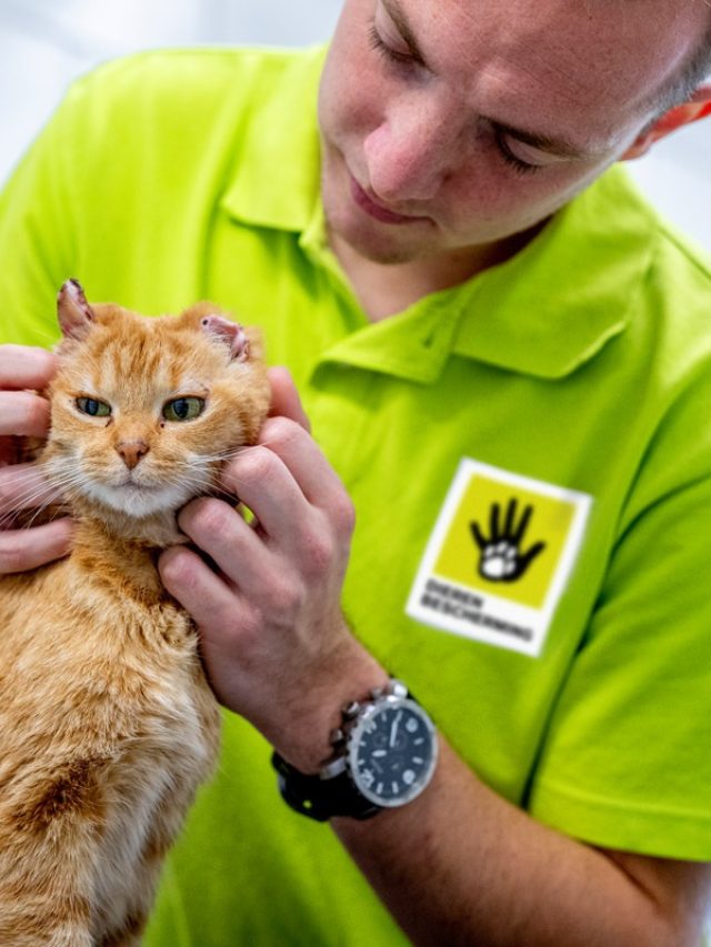 OPL422 21 Man kat oortjes bew