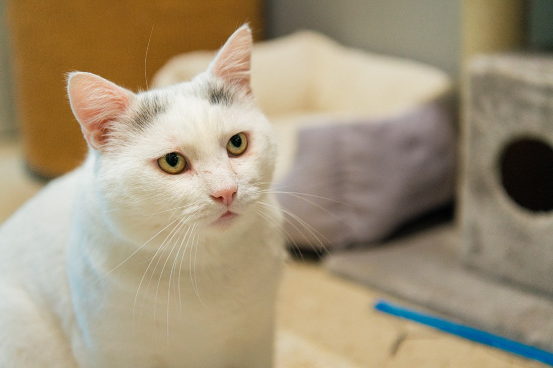 Witte kat