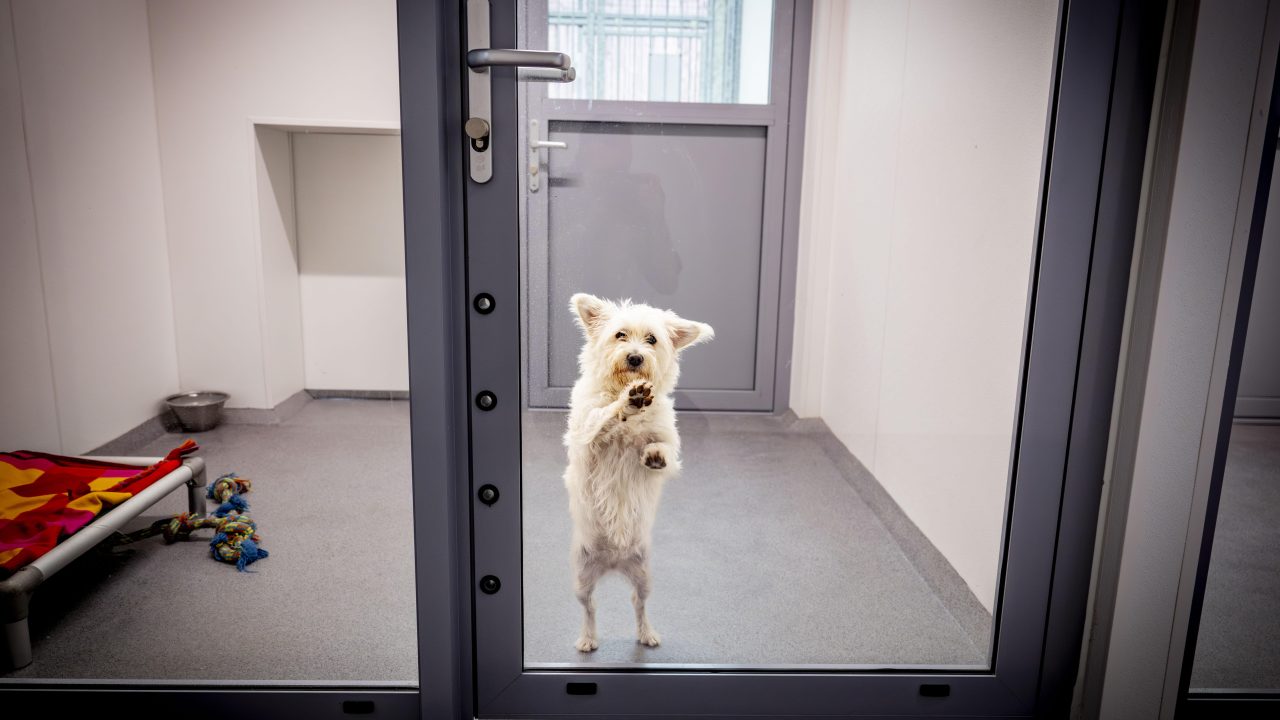 Online handelsplaatsen: 'Kijk uit met aankoop dieren'