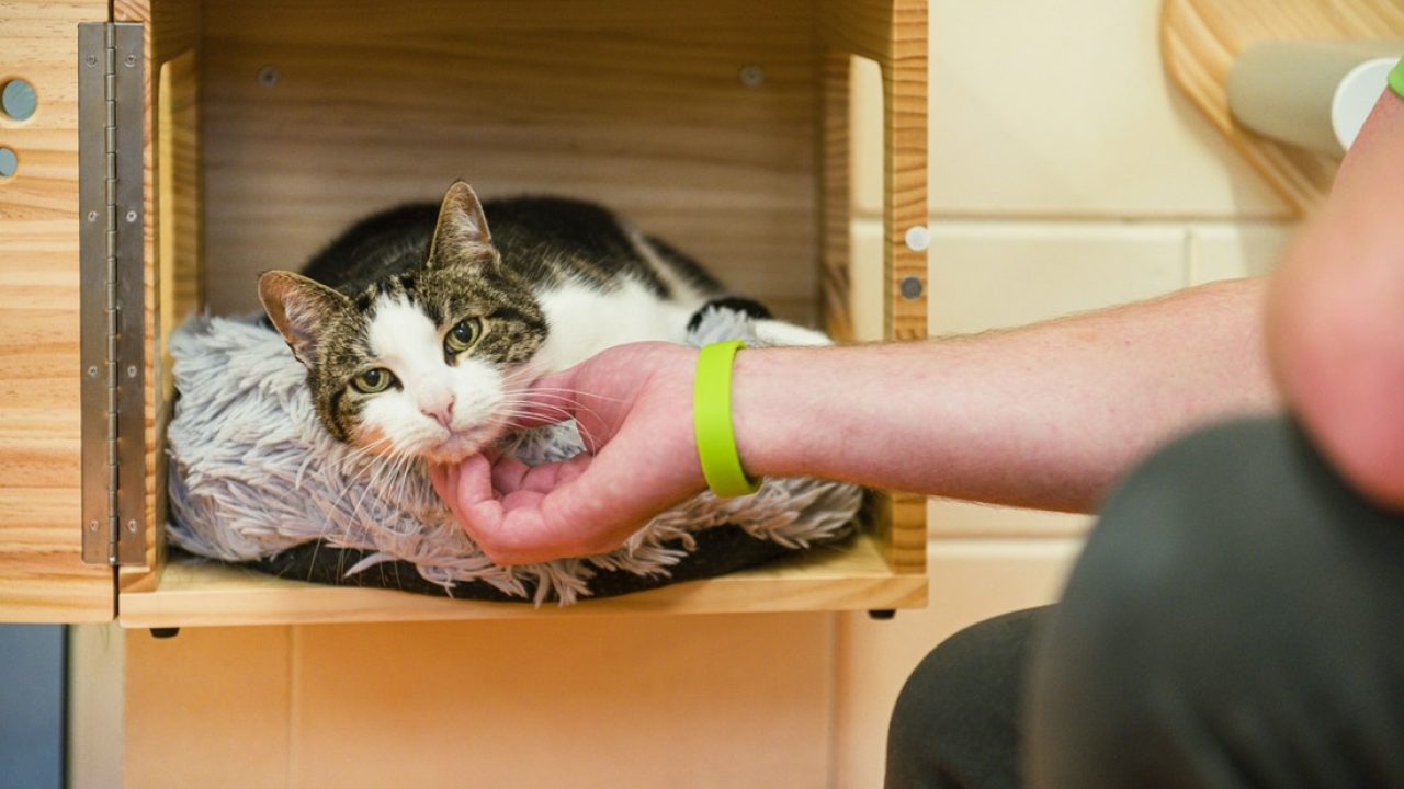 Help Rotterdamse dieren