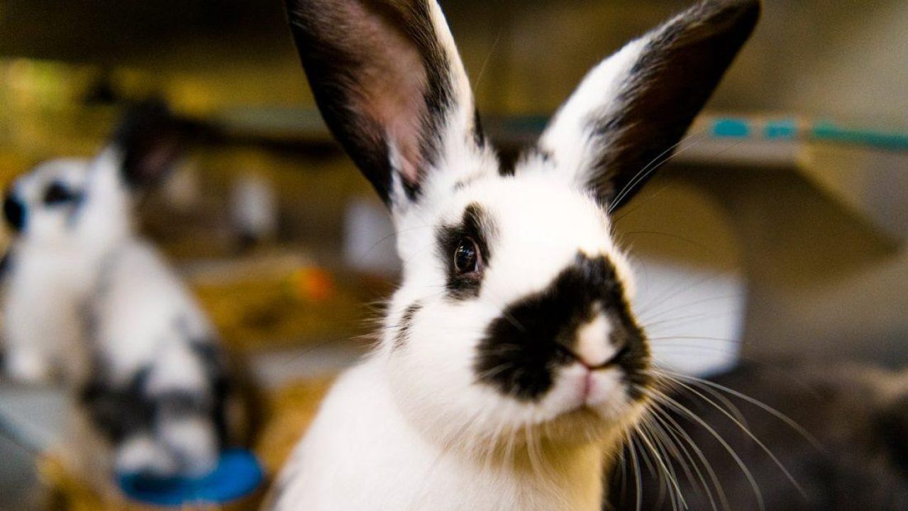 Dierenbescherming roept 11 mei uit tot 'Nationale Konijnendag'