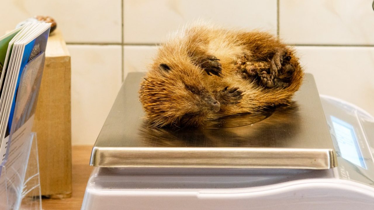 De stille slachtoffers van een zomerklaar gemaakte tuin