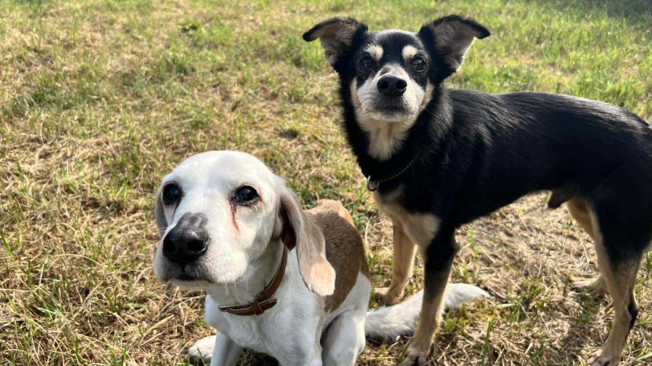 Achtergelaten Poppy en Teddy zaten aan elkaar vast