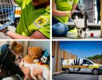 Vierluik werk dierenbescherming collage