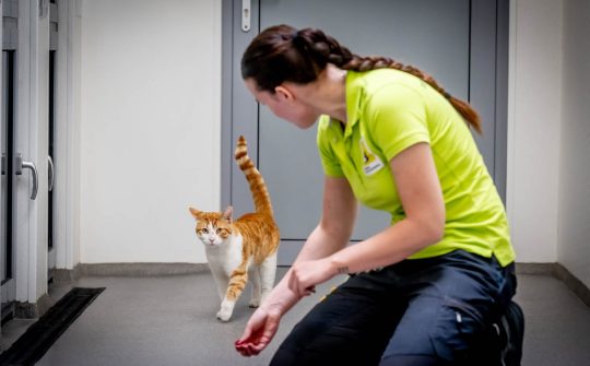Dierenasiel rotterdam 2025 1