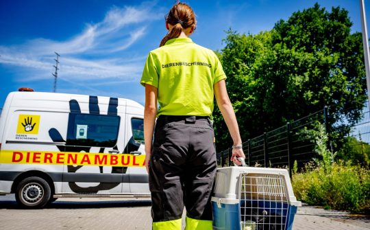 Dierenasiel rotterdam 2025 6