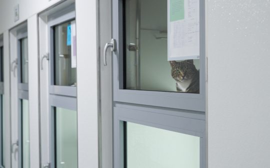 Kat in verblijf