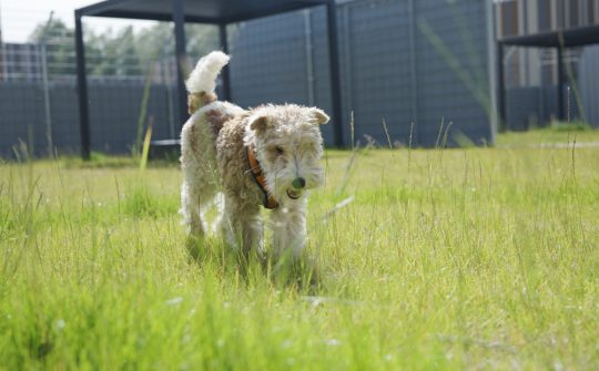 Mamalou op speelveld