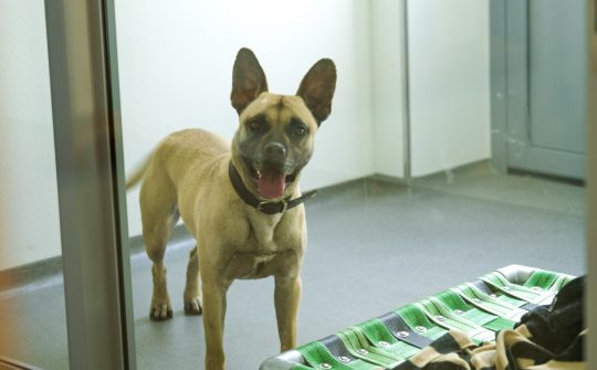 Sheldon in kennel