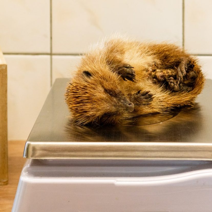 Egelopvang Papendrecht 23
