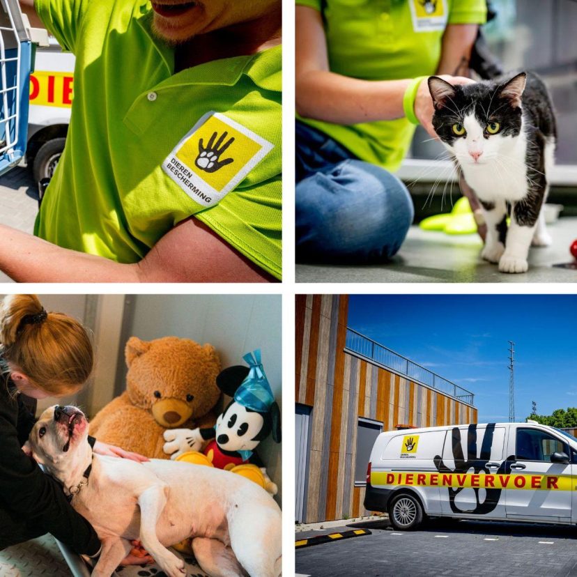 Vierluik werk dierenbescherming collage