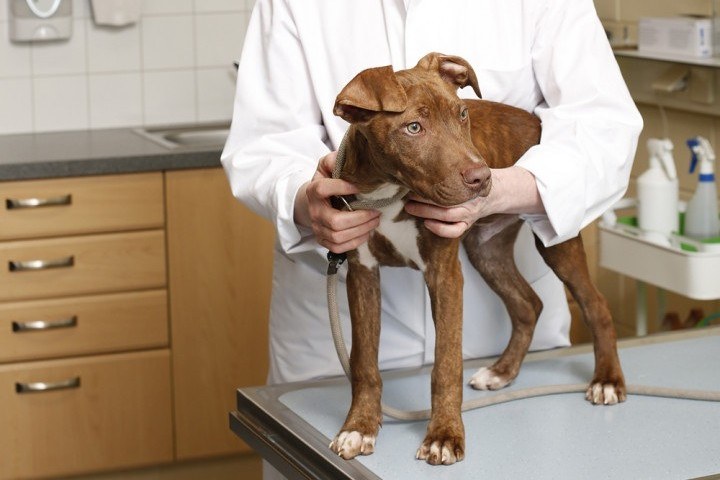 Hond op behandeltafel