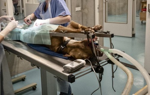 Hond op operatietafel