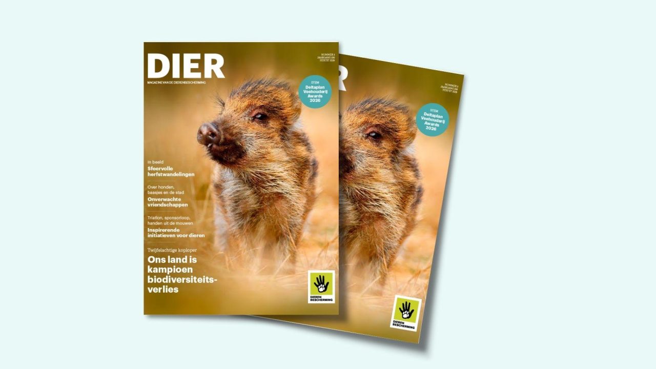 Nieuwe DIER - Inspirerende initiatieven voor dieren