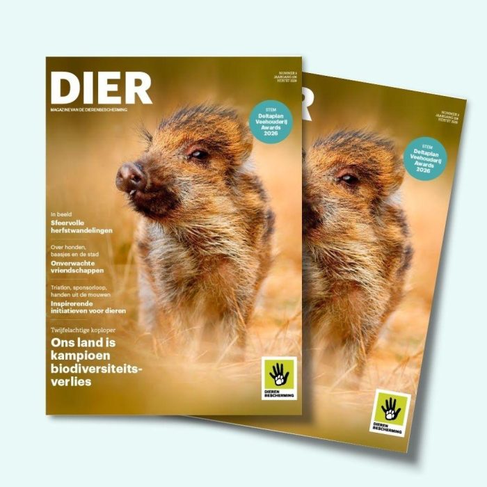 Lees de nieuwste DIER
