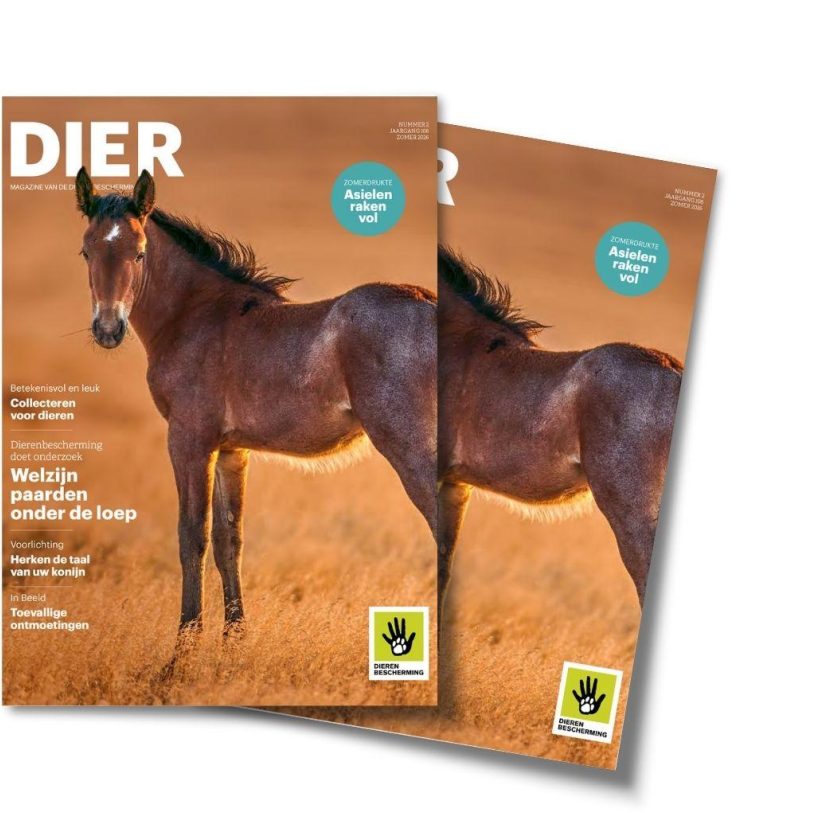 2026 DIER magazine breed