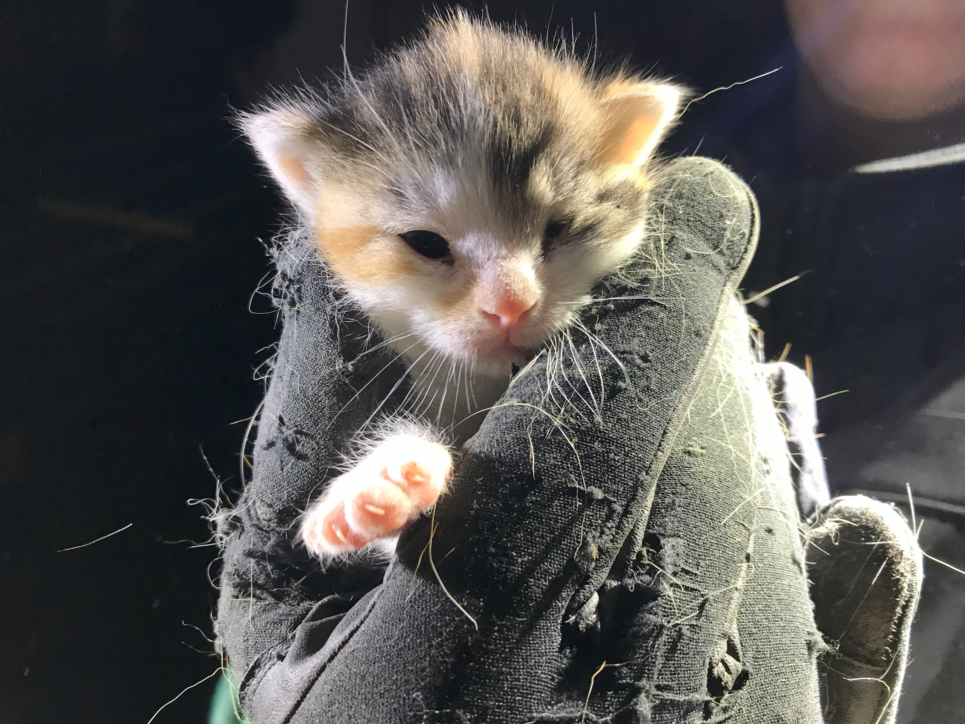 Verzwakte kitten