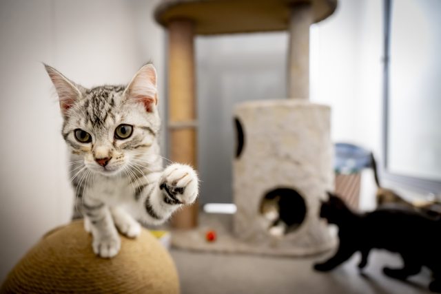 Nalaten Kitten in het asiel