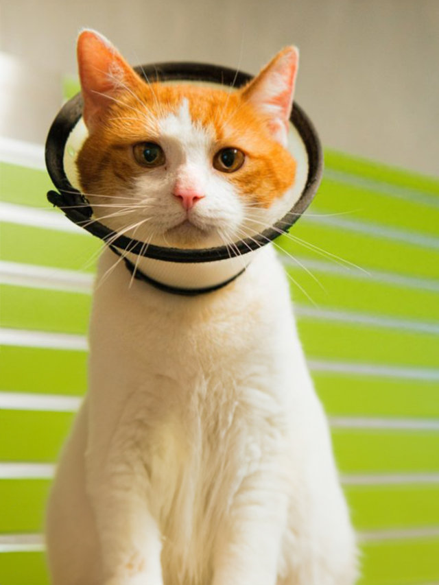 Periodiek Schenken Kat 4