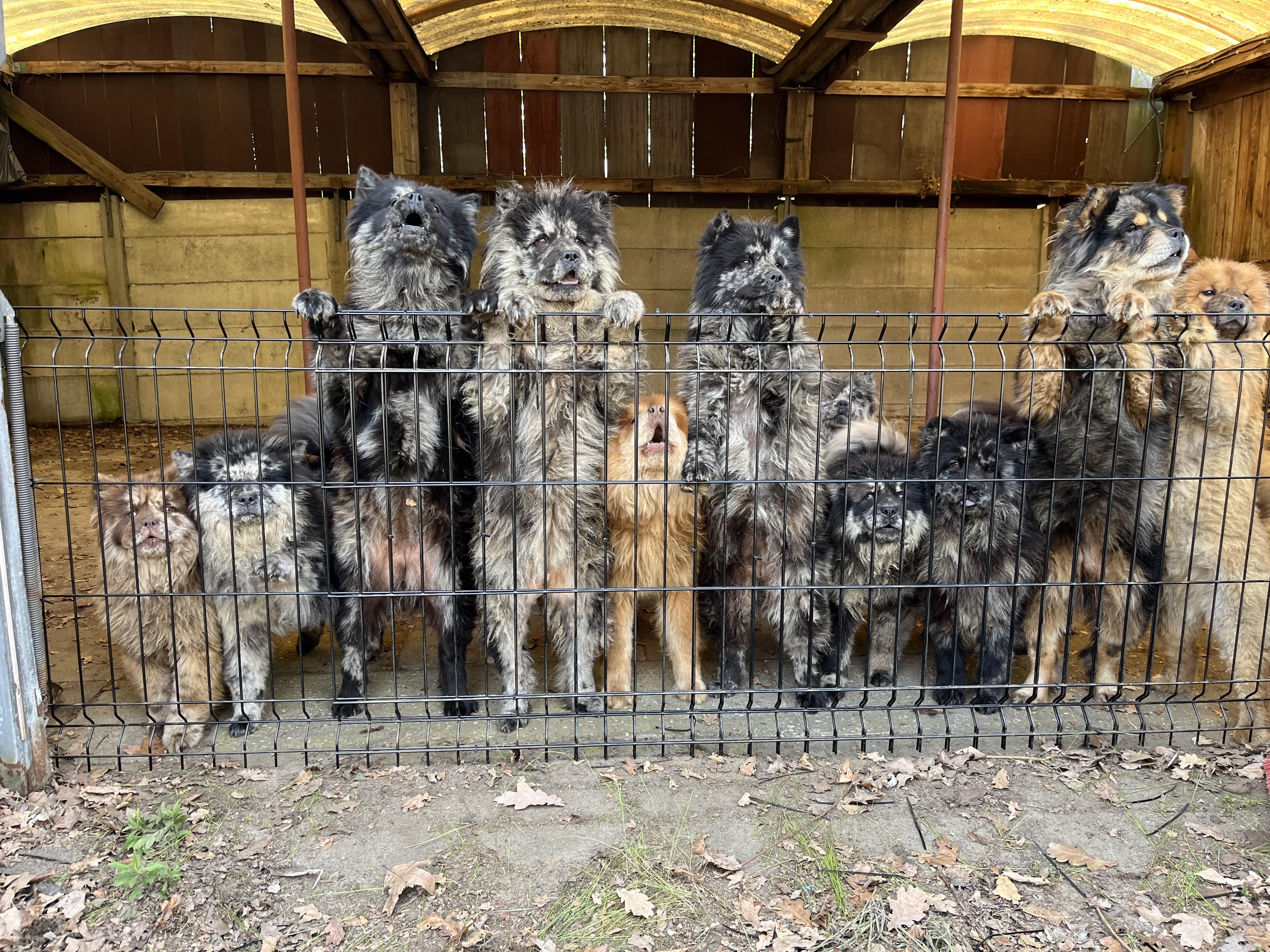 Honden fokker Deurne
