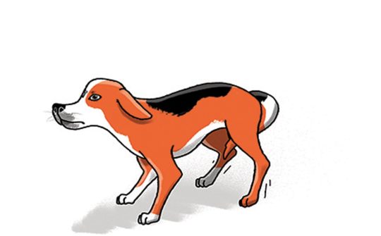 Hond Taal1