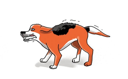 Hond Taal2