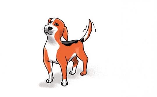 Hond Taal3