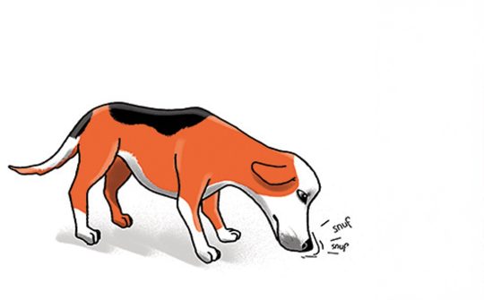 Hond Taal4