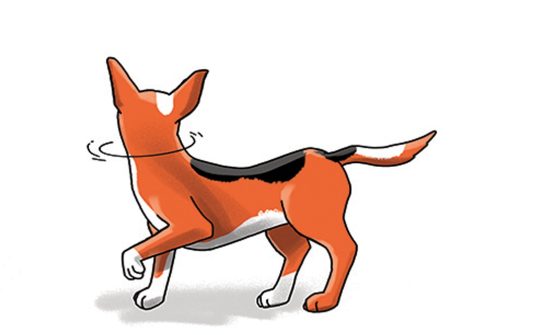 Hond Taal5