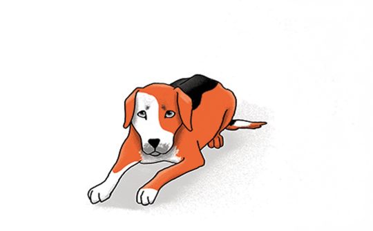 Hond Taal6
