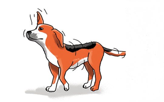 Hond Taal7