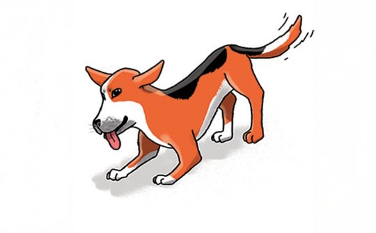 Hond Taal8