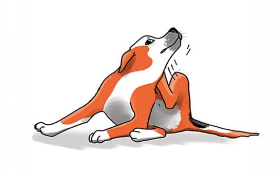 Hond Taal9