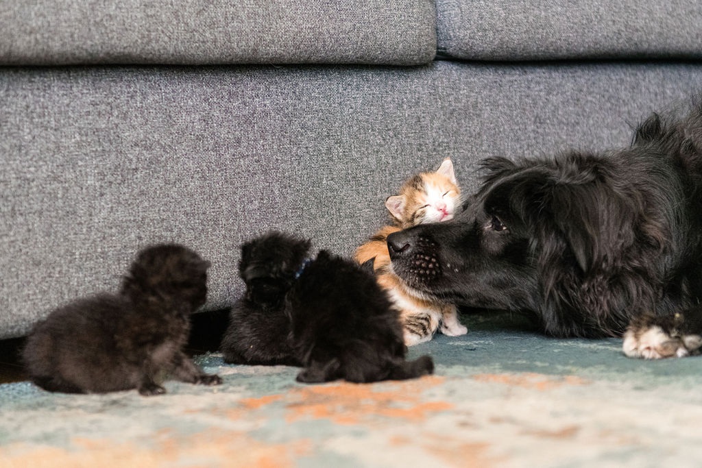 Hond James met kittens