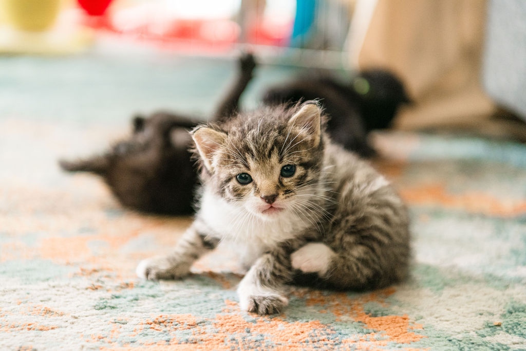 flessenkitten gastgezin