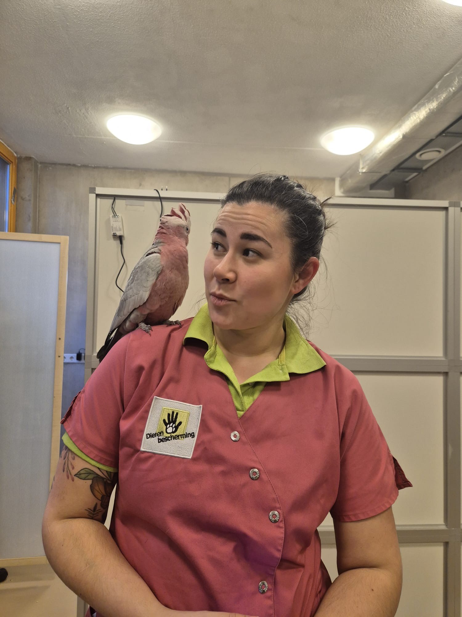 Lisa, paraveterinair