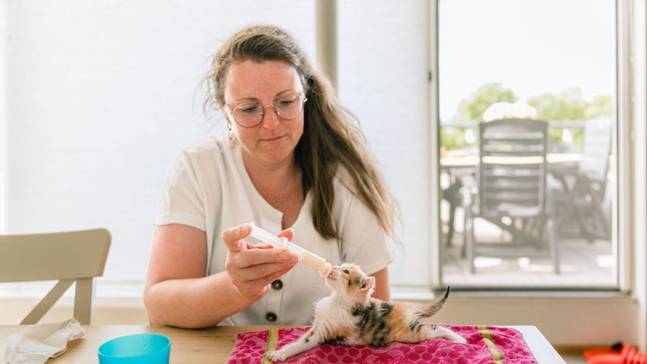 “Deze kittens horen hier niet te zijn”