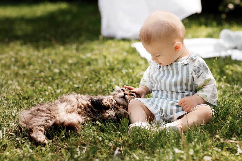 Bereid je kat voor op een baby