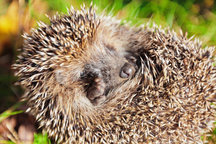 Een slapende egel