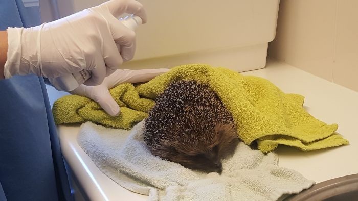 Een egel wordt geholpen in de opvang