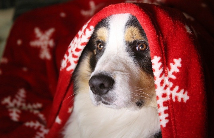 Een kerstmuts voor je huisdier? Liever niet.