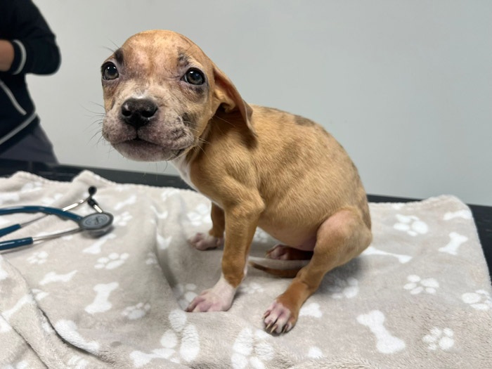 Verwaarloosde pup