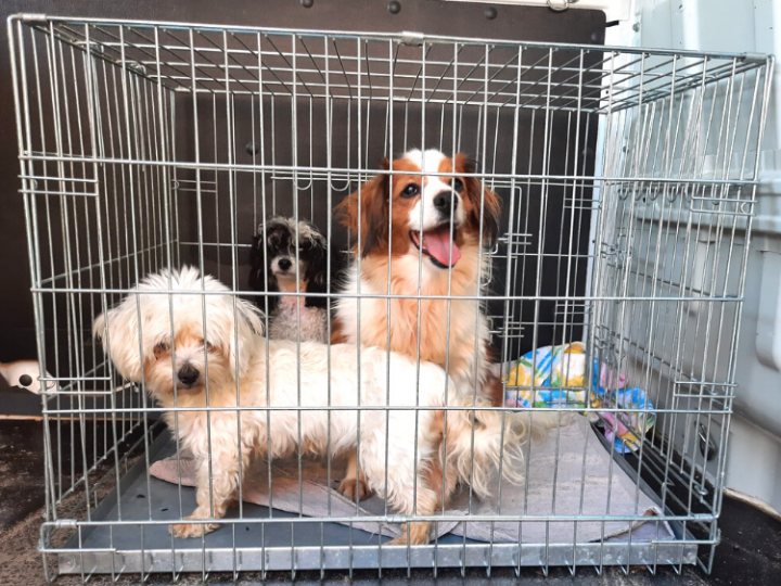 Honden Echt-Susteren