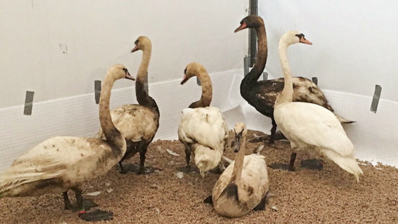 Update: laatste groep schone zwanen vrijgelaten