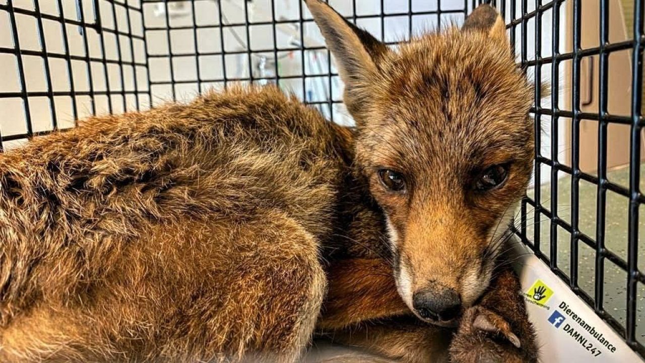 Januari: rugzakpups, vogels, vossen en camera's