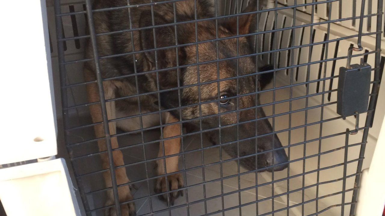 25 herdershonden in beslag genomen
