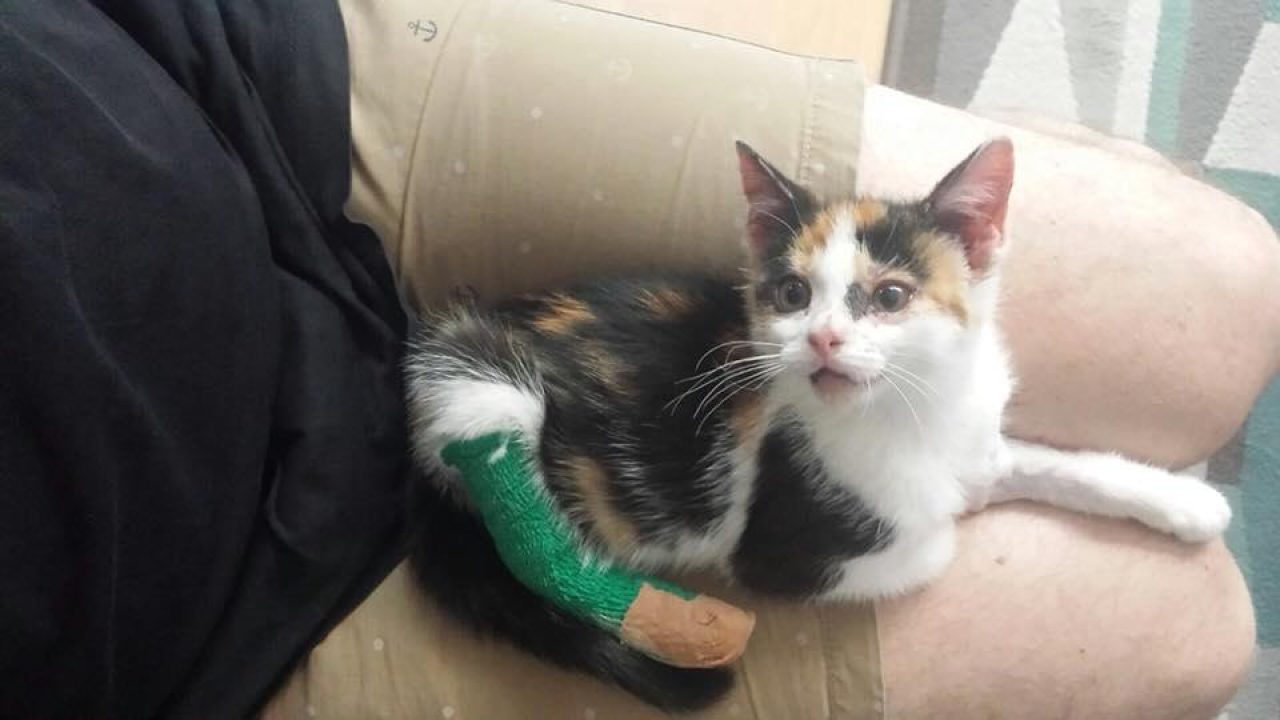 Update kitten Kitty