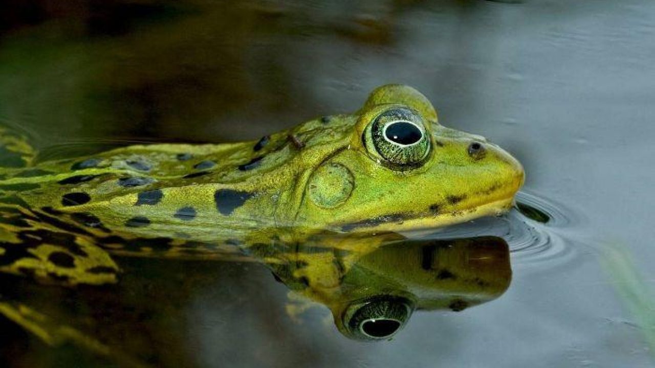 Zwak natuurwet niet af