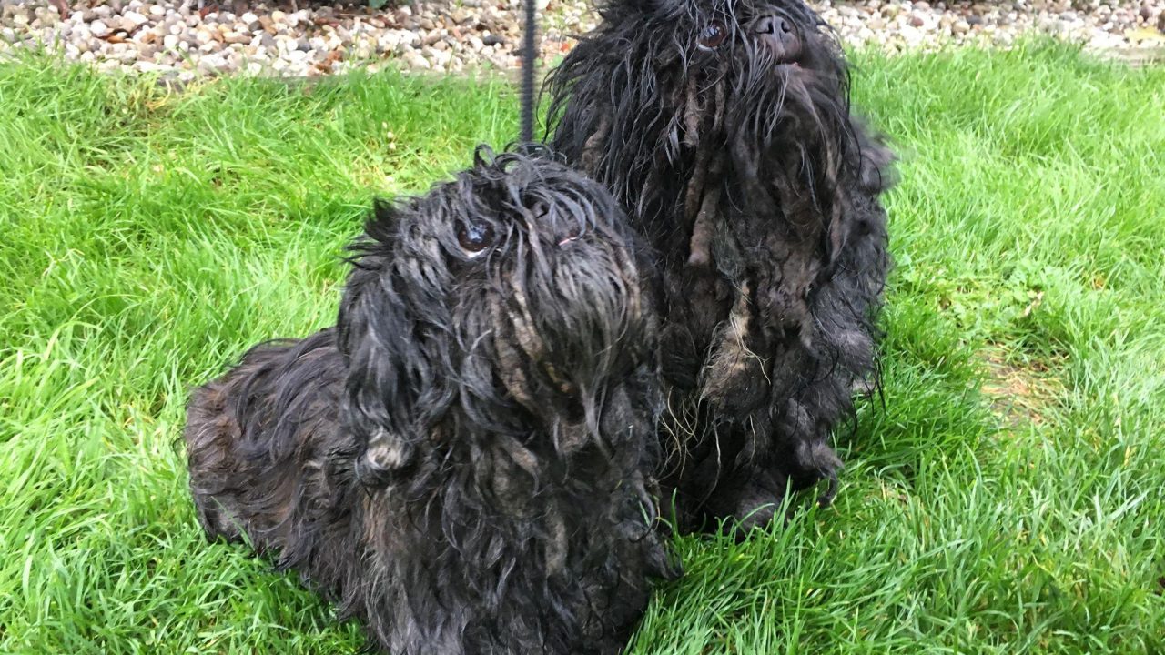 Twee zwaar vervilte Shih Tzu's gevonden in Schiedam