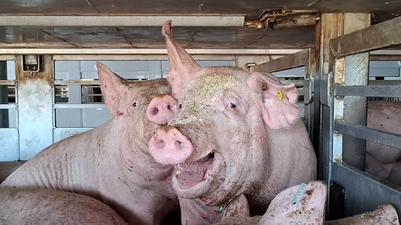 Minister doet niets voor dieren met hittestress